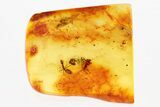 Detailed Fossil Ant (Formicidae) In Baltic Amber #335799-1